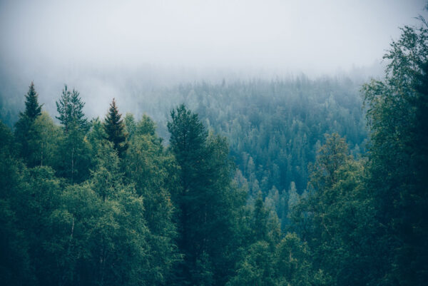 Wald von Bäumen mit Nebel Wald von Bäumen mit Nebel