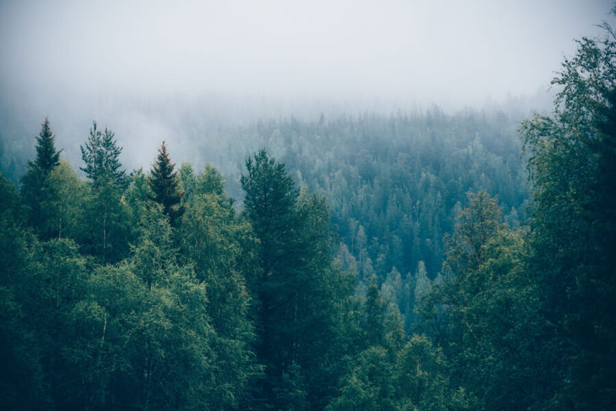 Wald von Bäumen mit Nebel