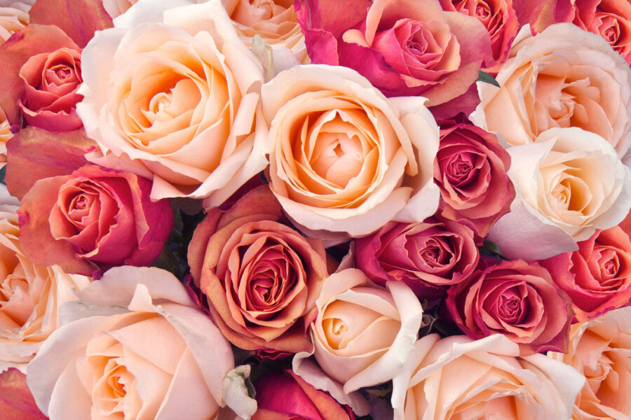 Gruppe von rosa und weißen Rosen Gruppe von rosa und weißen Rosen