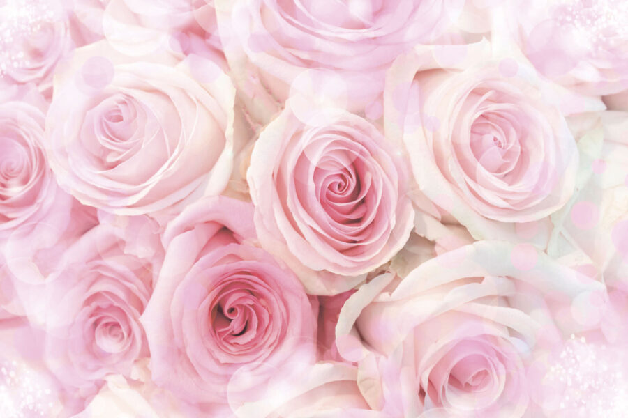 Gruppe von rosa Rosen