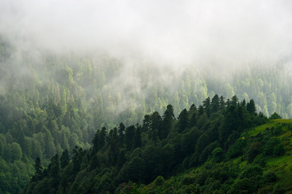 Nebliger Wald mit Bäumen Nebliger Wald mit Bäumen