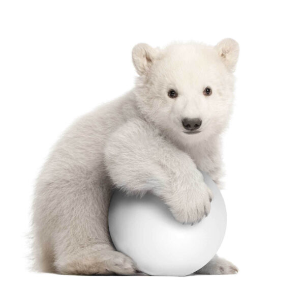 Eisbär hält einen Ball Eisbär hält einen Ball