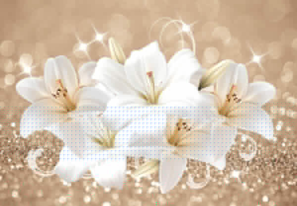 Gruppe von weißen Blumen Gruppe von weißen Blumen