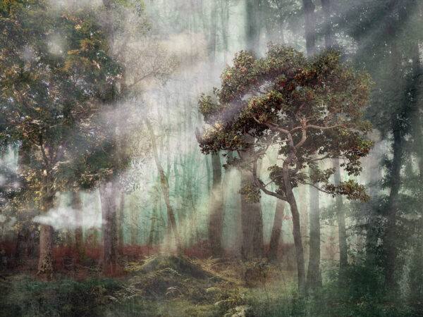 Nebliger Wald mit Bäumen und Nebel Nebliger Wald mit Bäumen und Nebel