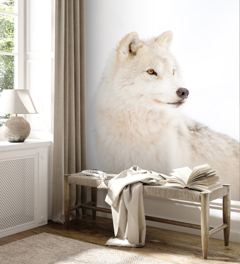 A white wolf in the snow A white wolf in the snow