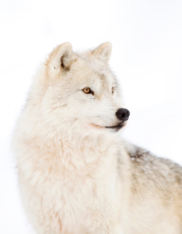Ein weißer Wolf im Schnee Ein weißer Wolf im Schnee