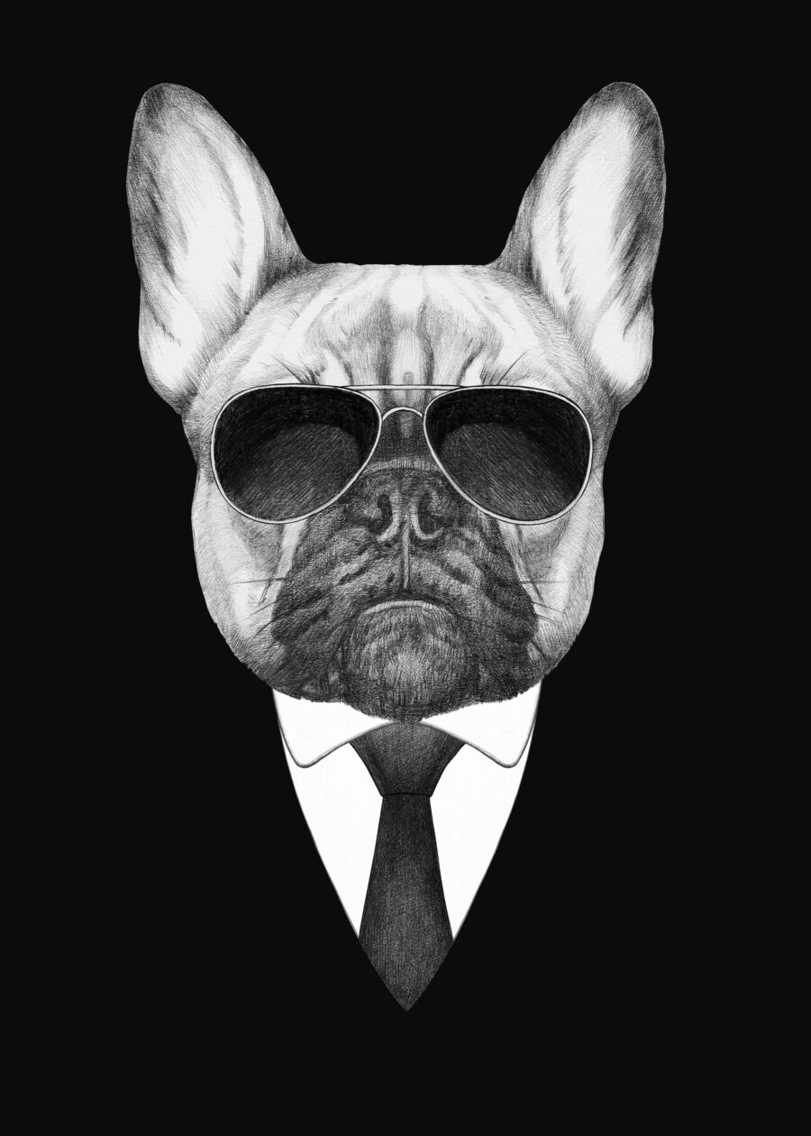Fototapeten Ein Hund mit Sonnenbrille und Anzug – Bild 6