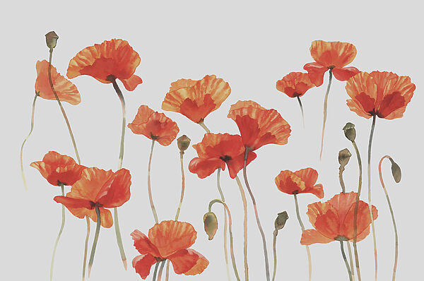 Eine Gruppe orangefarbener Blumen Eine Gruppe orangefarbener Blumen