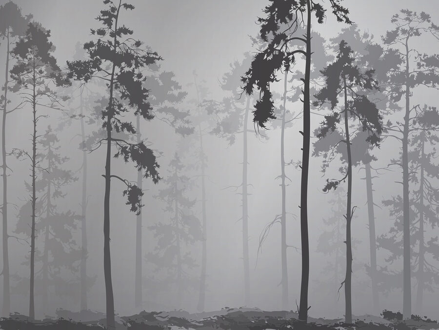 Eine Gruppe von Bäumen in einem nebligen Wald