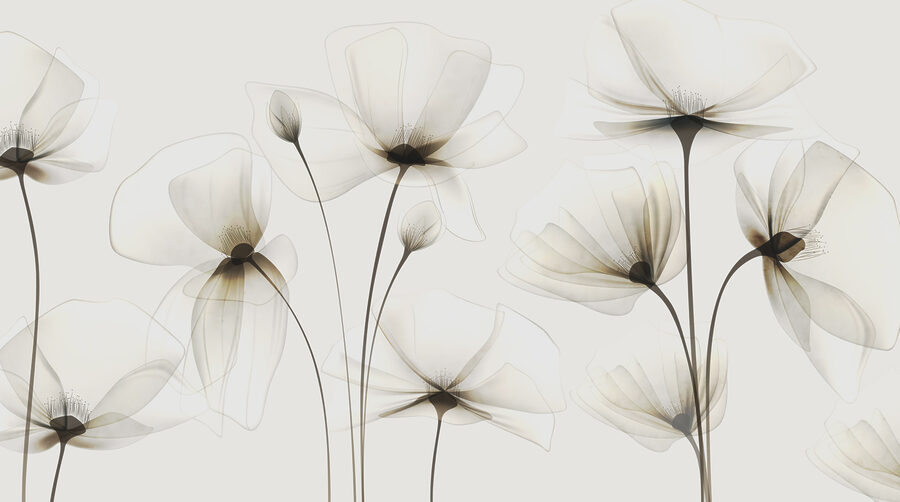 Fototapeten Eine transparente Blume auf weißem Hintergrund – Bild 5
