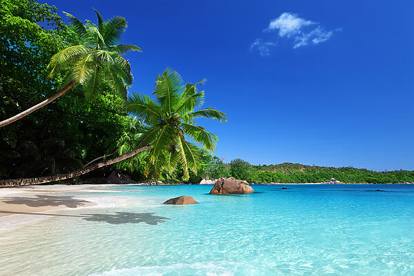 Ein Strand mit Palmen und blauem Wasser Ein Strand mit Palmen und blauem Wasser