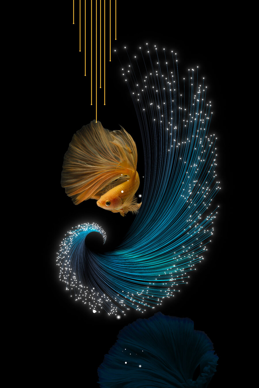 Betta-Fische in schimmerndem Licht