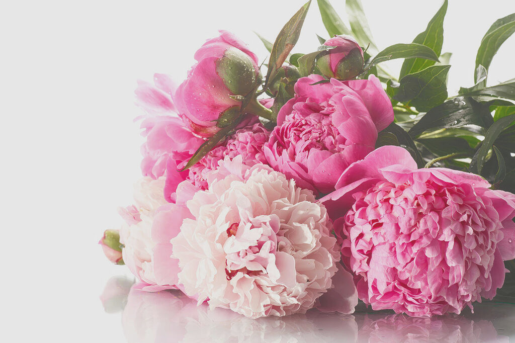 A bunch of pink and white flowers A bunch of pink and white flowers