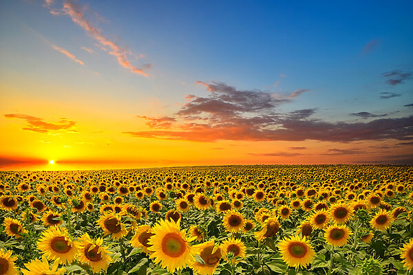Ein Sonnenblumenfeld bei Sonnenuntergang s05429p 600x400 - Ein Sonnenblumenfeld bei Sonnenuntergang