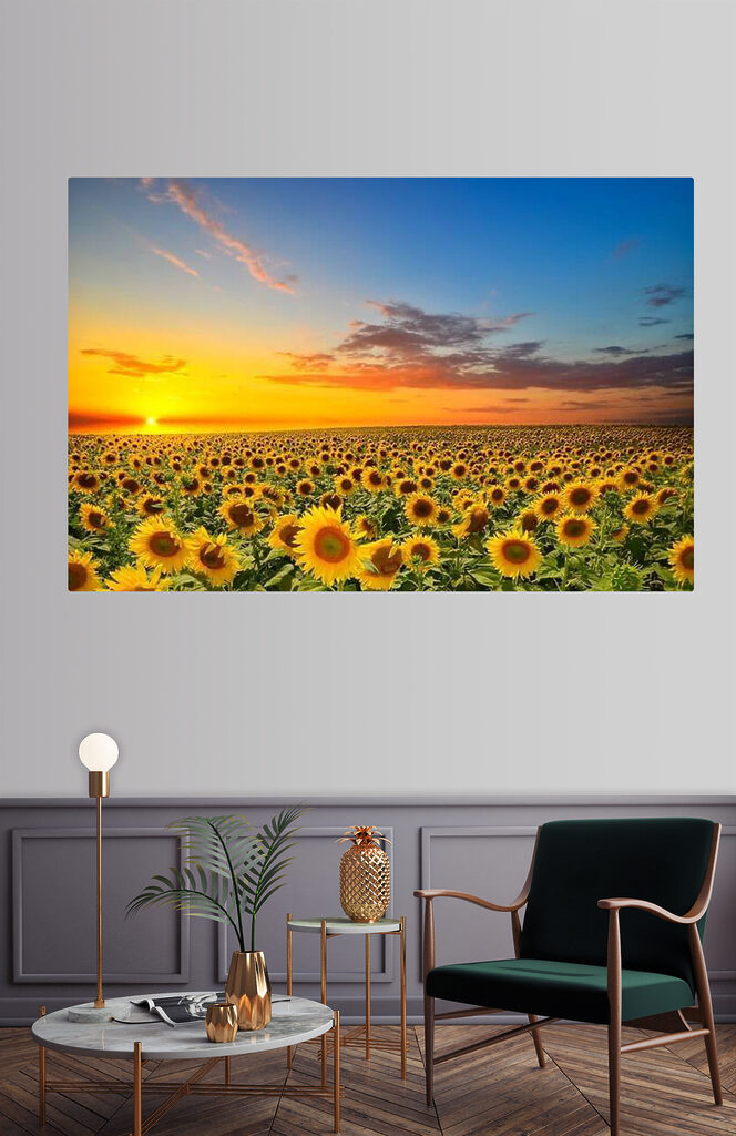 Ein Sonnenblumenfeld bei Sonnenuntergang s05429pig14m 664x1024 - Ein Sonnenblumenfeld bei Sonnenuntergang