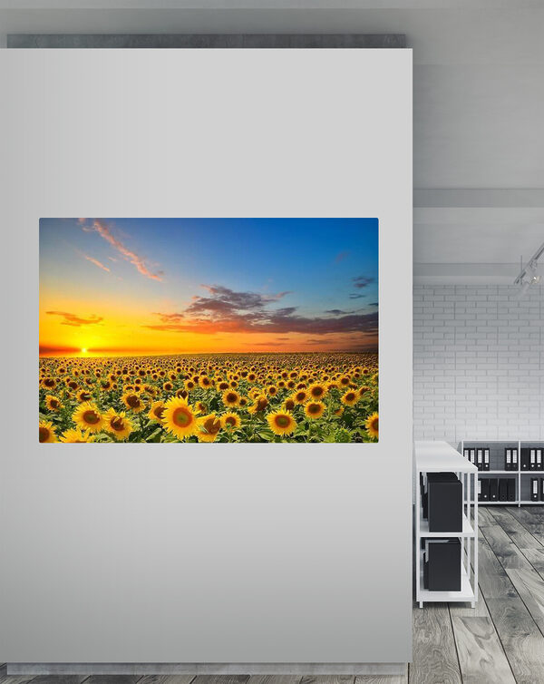 Ein Sonnenblumenfeld bei Sonnenuntergang s05429piw6 600x754 - Ein Sonnenblumenfeld bei Sonnenuntergang