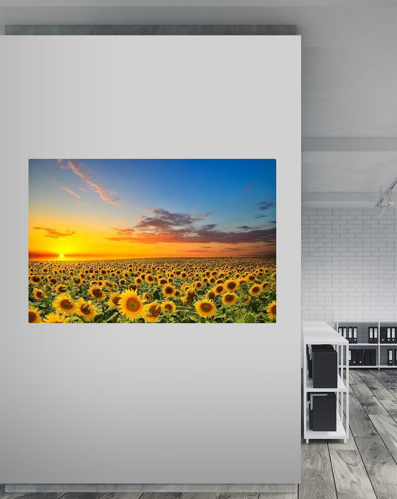 Ein Sonnenblumenfeld bei Sonnenuntergang s05429piw6 815x1024 - Ein Sonnenblumenfeld bei Sonnenuntergang