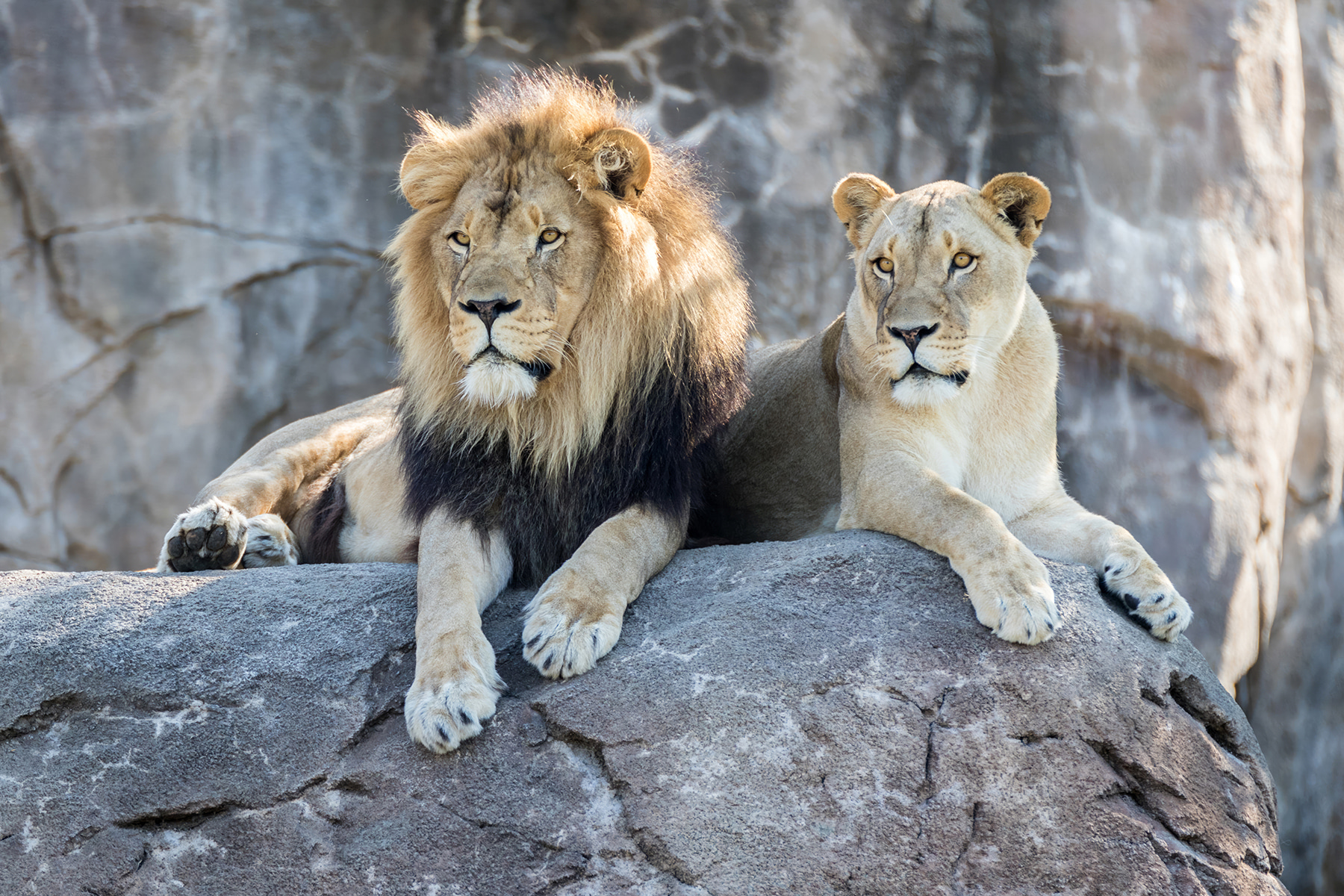 A couple of lions lying on a rock