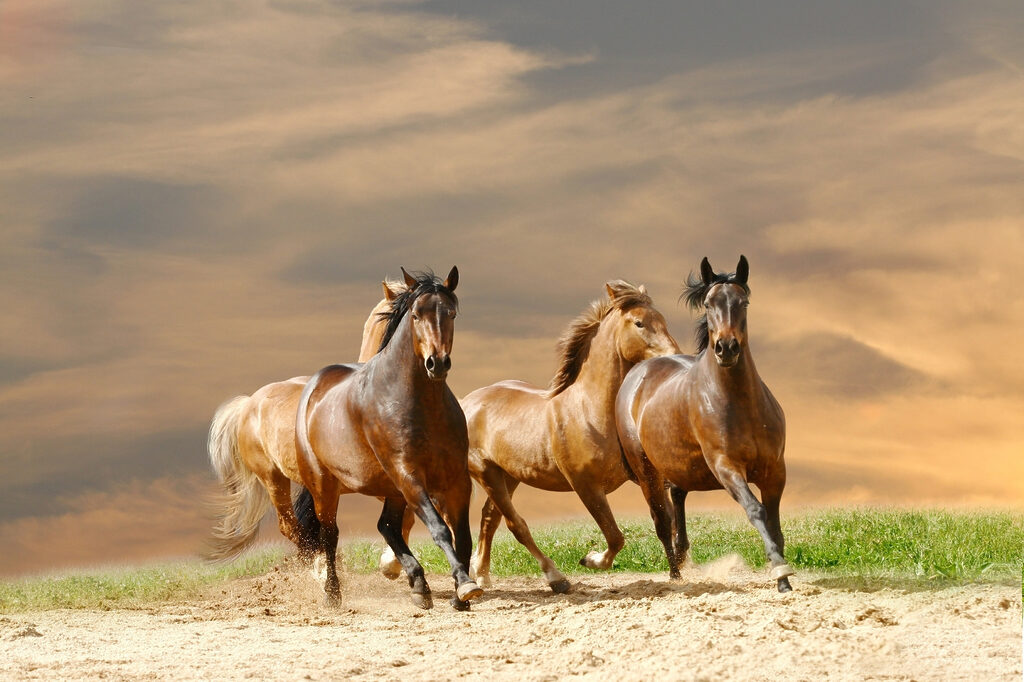 A group of horses running on a dirt road