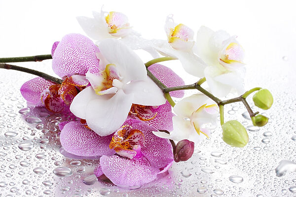 Eine Nahaufnahme von Blumen Eine Nahaufnahme von Blumen