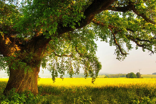 Ein Baum auf einem Feld Ein Baum auf einem Feld