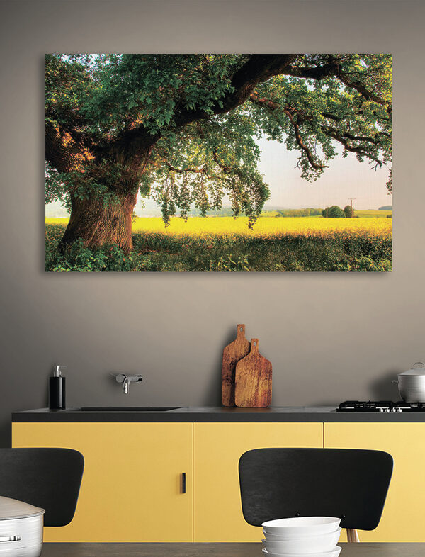 Ein Baum auf einem Feld Ein Baum auf einem Feld