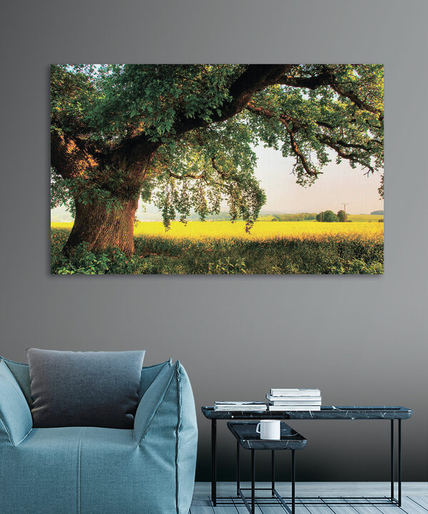 Ein Baum auf einem Feld Ein Baum auf einem Feld