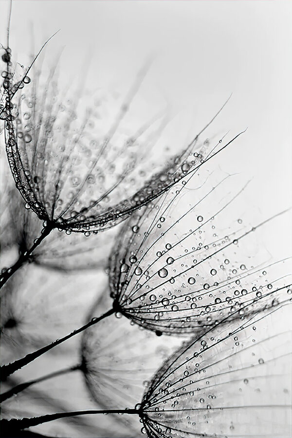 Close up of water droplets on seeds