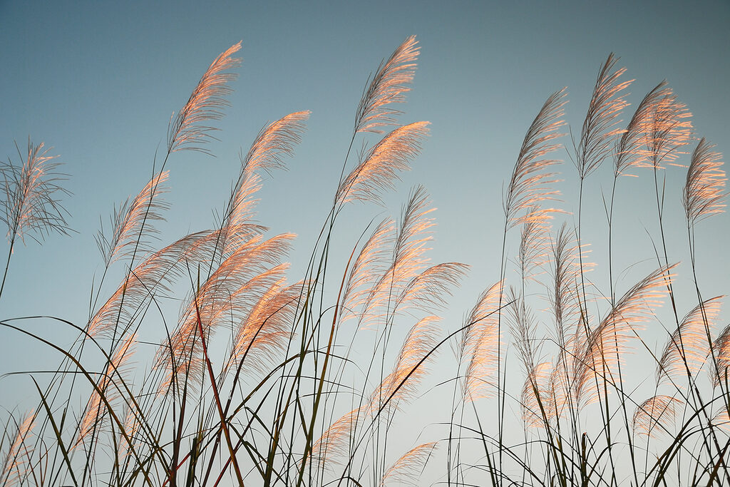 A group of tall grass