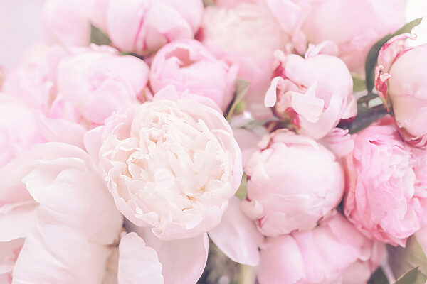 Eine Gruppe von rosa Blumen Eine Gruppe von rosa Blumen