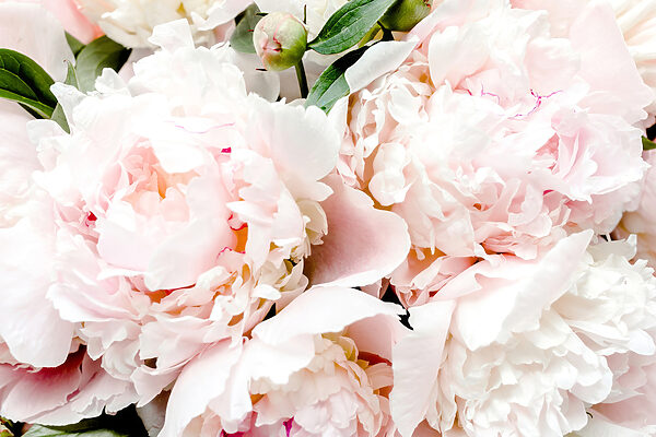 Eine Gruppe von rosa Blumen Eine Gruppe von rosa Blumen