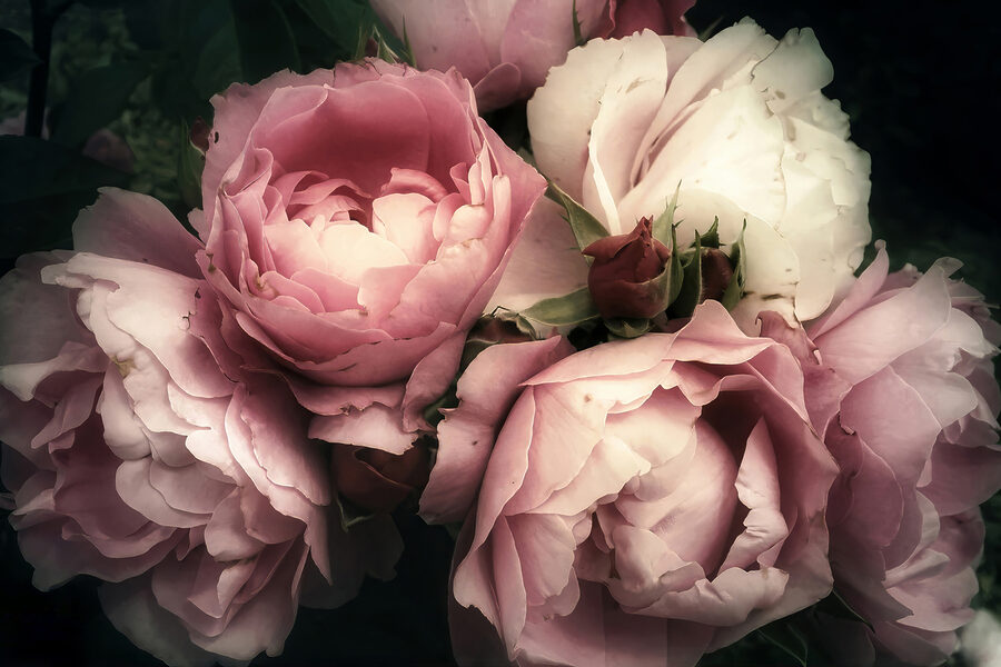 Wandbilder Eine Gruppe von rosa und weißen Rosen – Bild 9