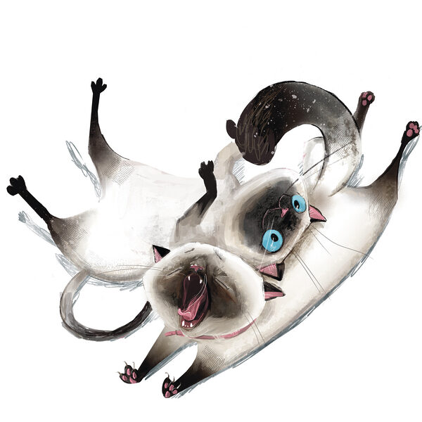 Eine auf dem Rücken liegende Katze Eine auf dem Rücken liegende Katze