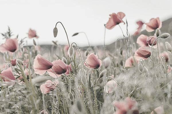 Ein Feld mit rosa Blumen Ein Feld mit rosa Blumen