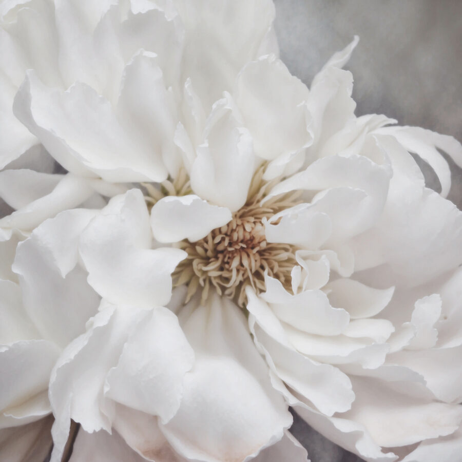 Eine Nahaufnahme einer weißen Blume