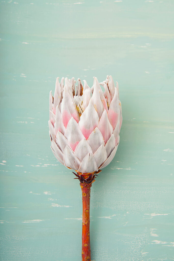A flower on a stick A flower on a stick