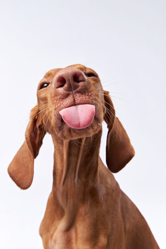 A dog sticking its tongue out