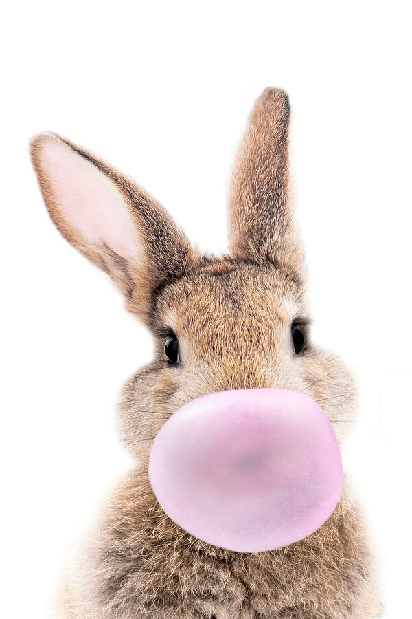 A rabbit with a bubble gum A rabbit with a bubble gum