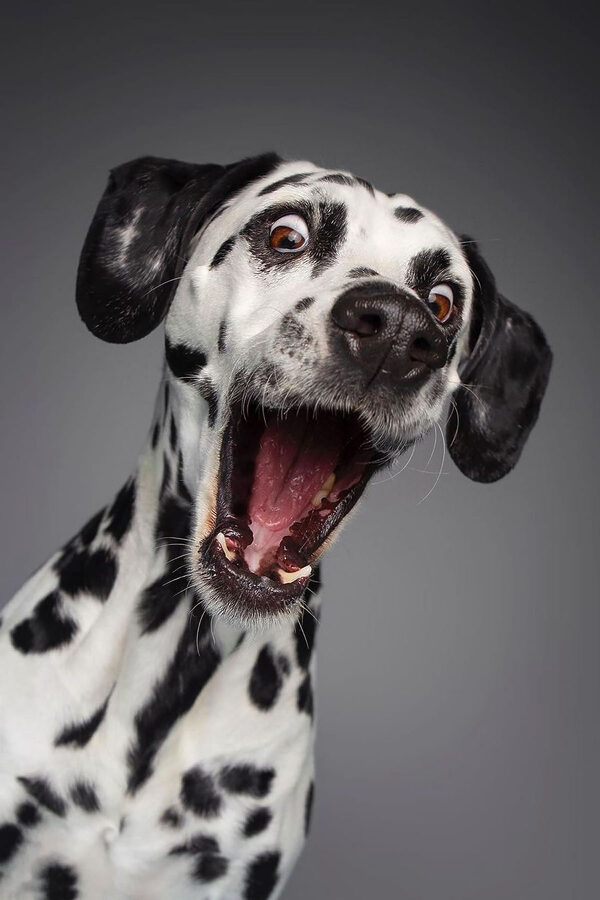 Ein Hund mit offenem Maul Ein Hund mit offenem Maul