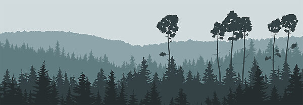 Ein Baum im Wald Ein Baum im Wald