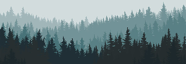 Ein Wald von Bäumen im Nebel Ein Wald von Bäumen im Nebel