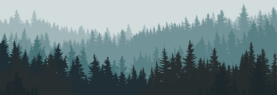 Ein Wald von Bäumen im Nebel Ein Wald von Bäumen im Nebel