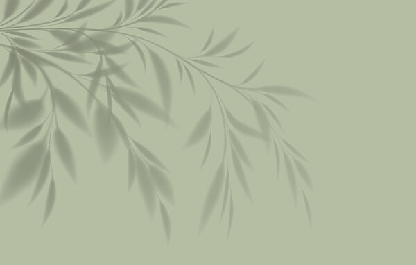 A shadow of a plant on a wall