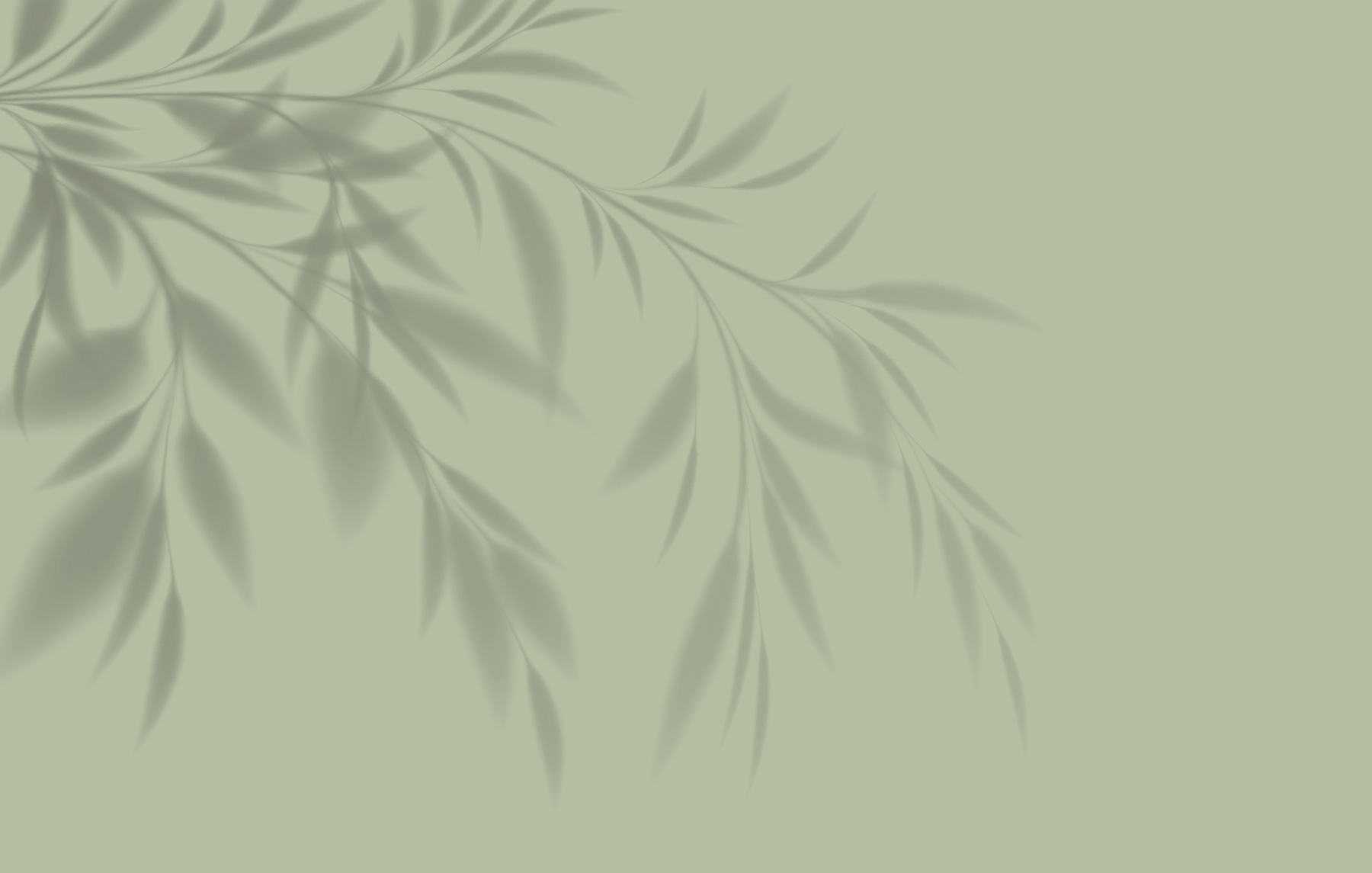 A shadow of a plant on a wall