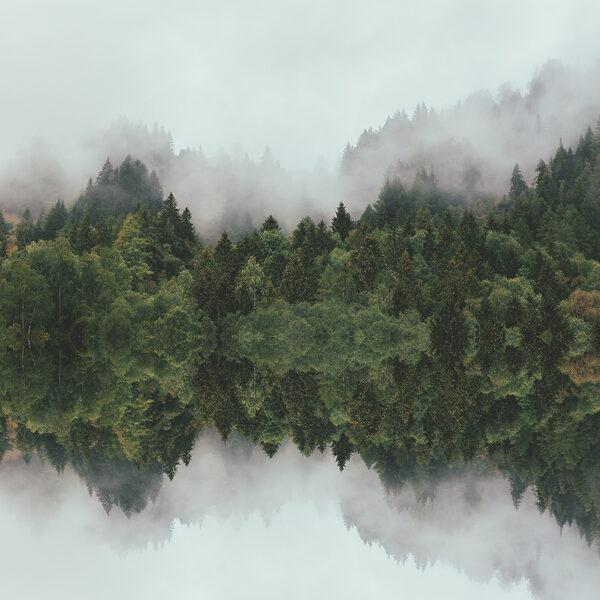 A reflection of trees in the water A reflection of trees in the water