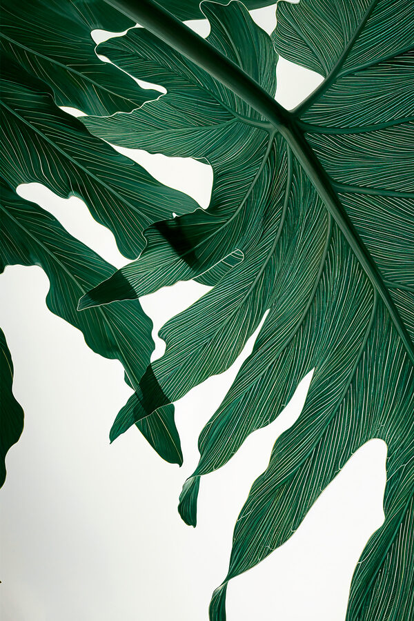 Vibrant green leaves in sunlight Vibrant green leaves in sunlight