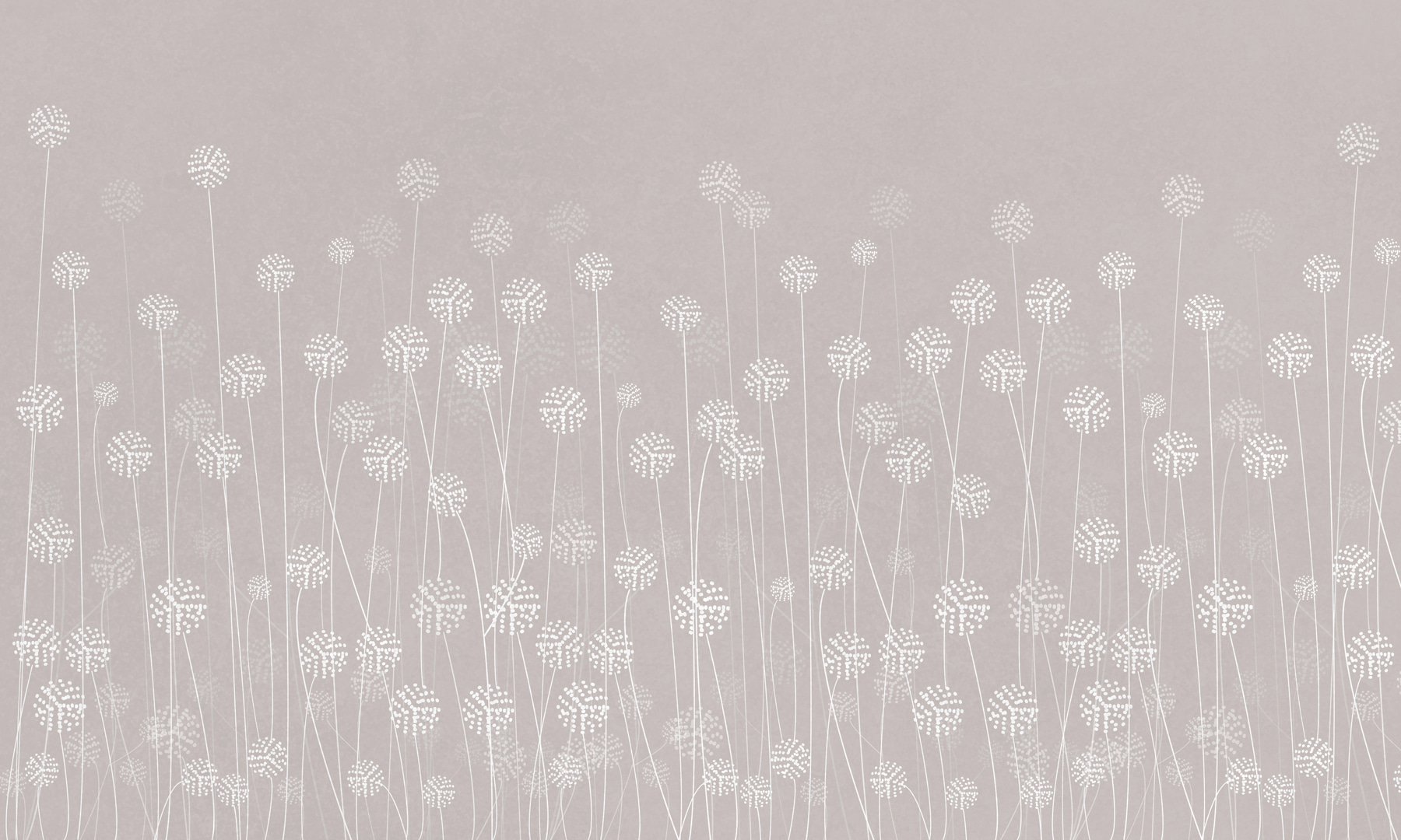 w00613v2p - Eine weiße Blume auf grauem Hintergrund - tegory