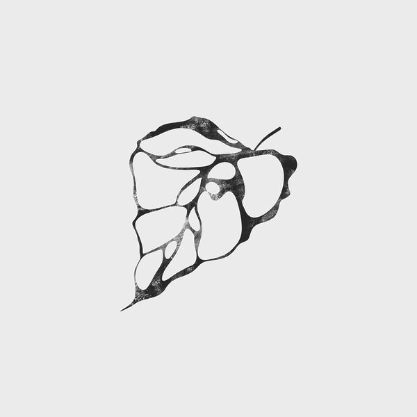 A black and white image of a leaf