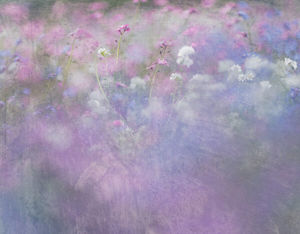 Ein Blumenfeld mit lila und weißen Blumen Ein Blumenfeld mit lila und weißen Blumen