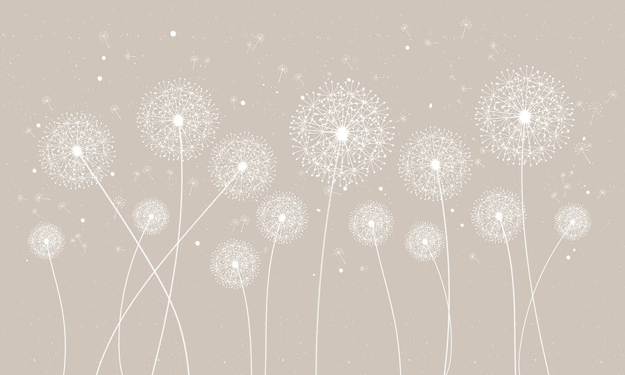 Eine weiße Pusteblume auf grauem Hintergrund Eine weiße Pusteblume auf grauem Hintergrund